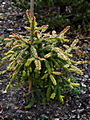 Picea abies Gold Drift IMG_1533 Świerk pospolity